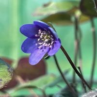 Hepatica nobilis